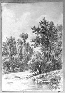 Dibuix - Ribes d’un riu -